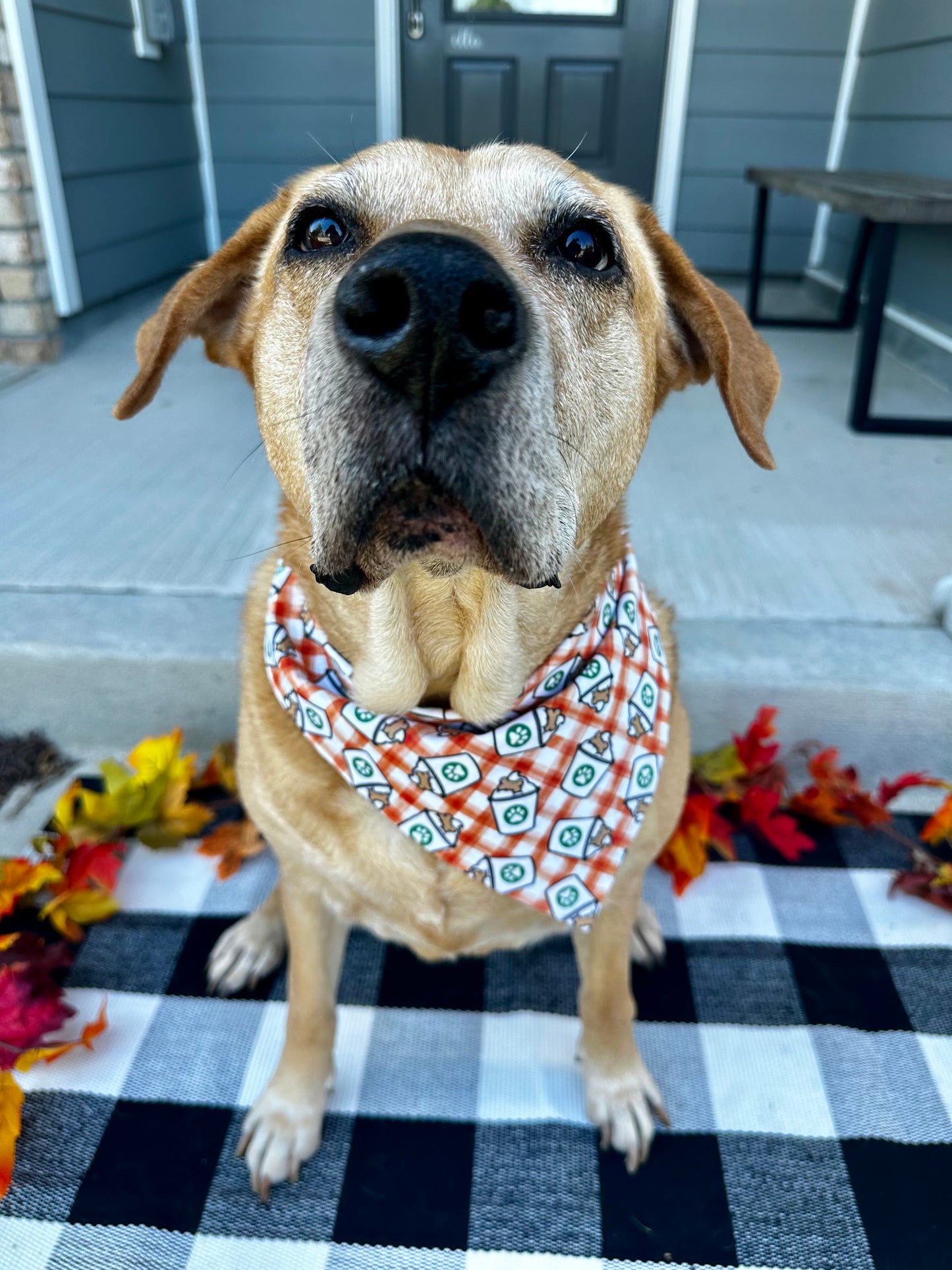 Pumpkin-chino