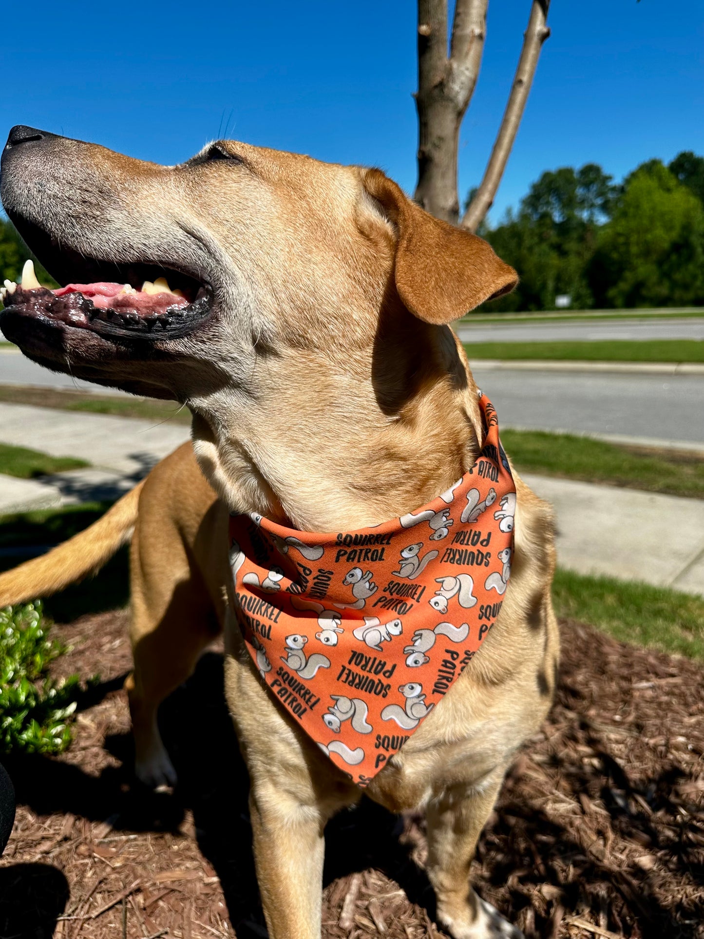 Squirrel Patrol