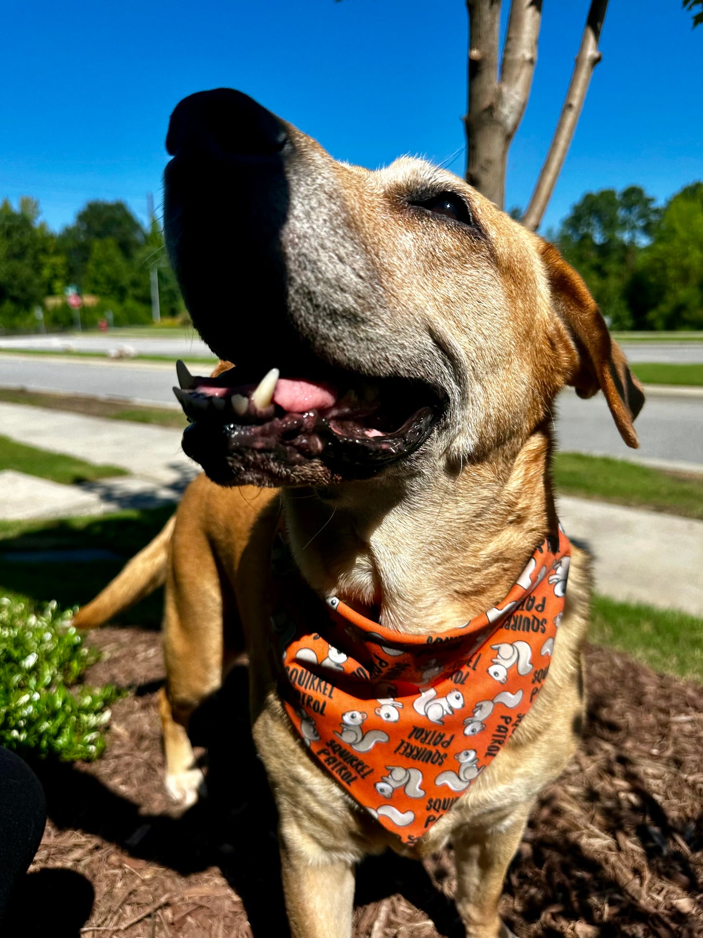 Squirrel Patrol