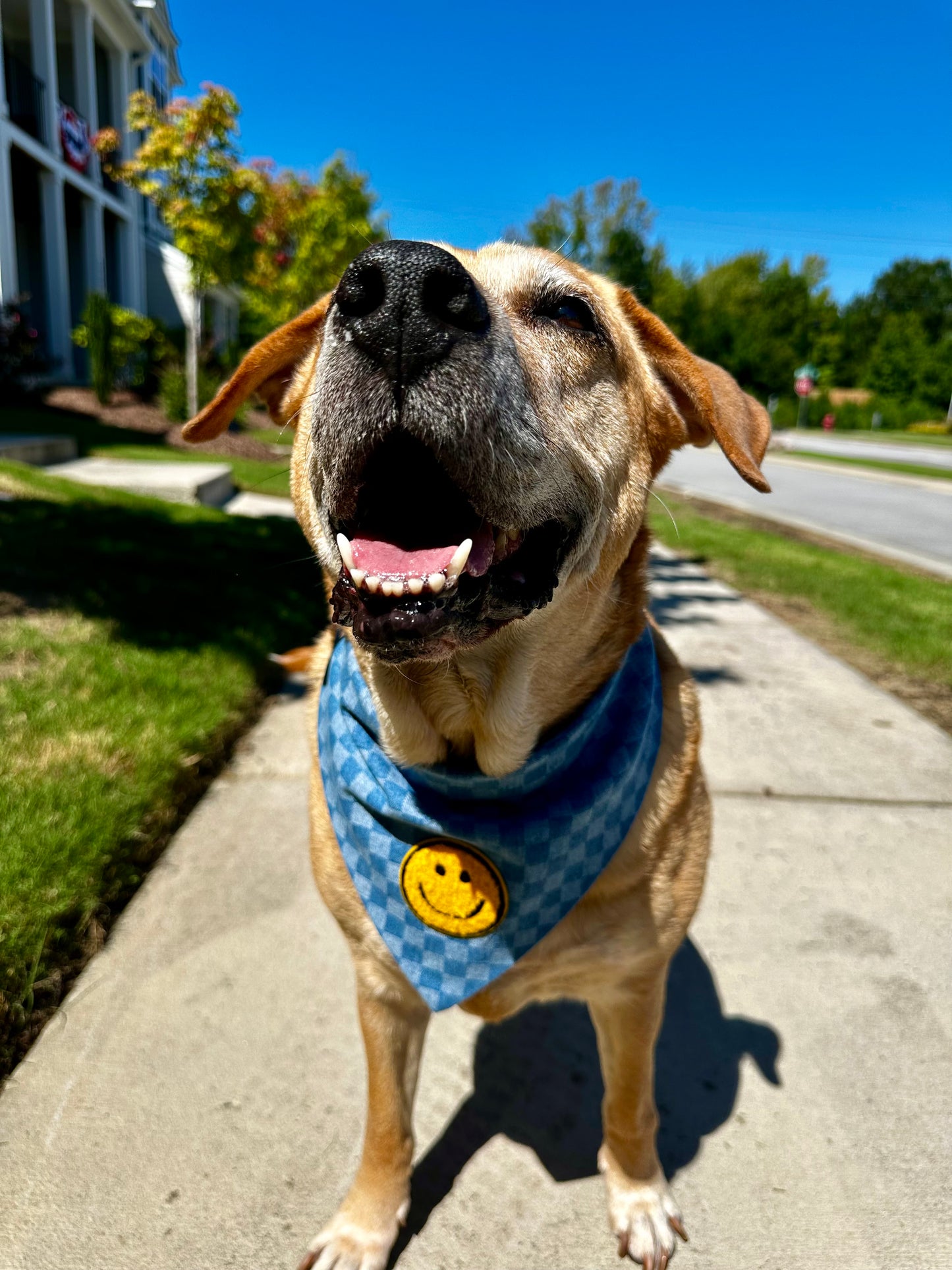 Denim Daze