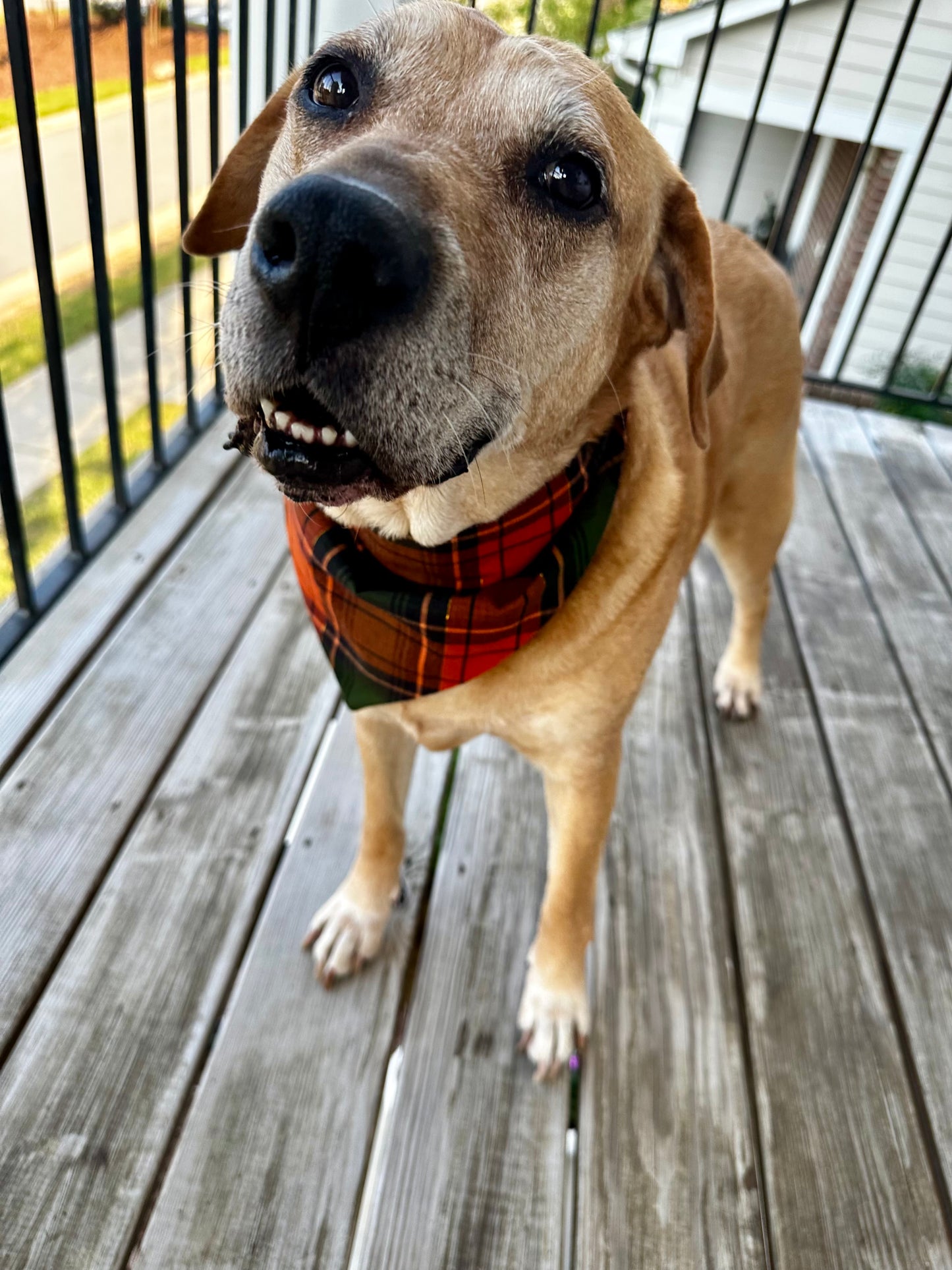 Fall-o-ween