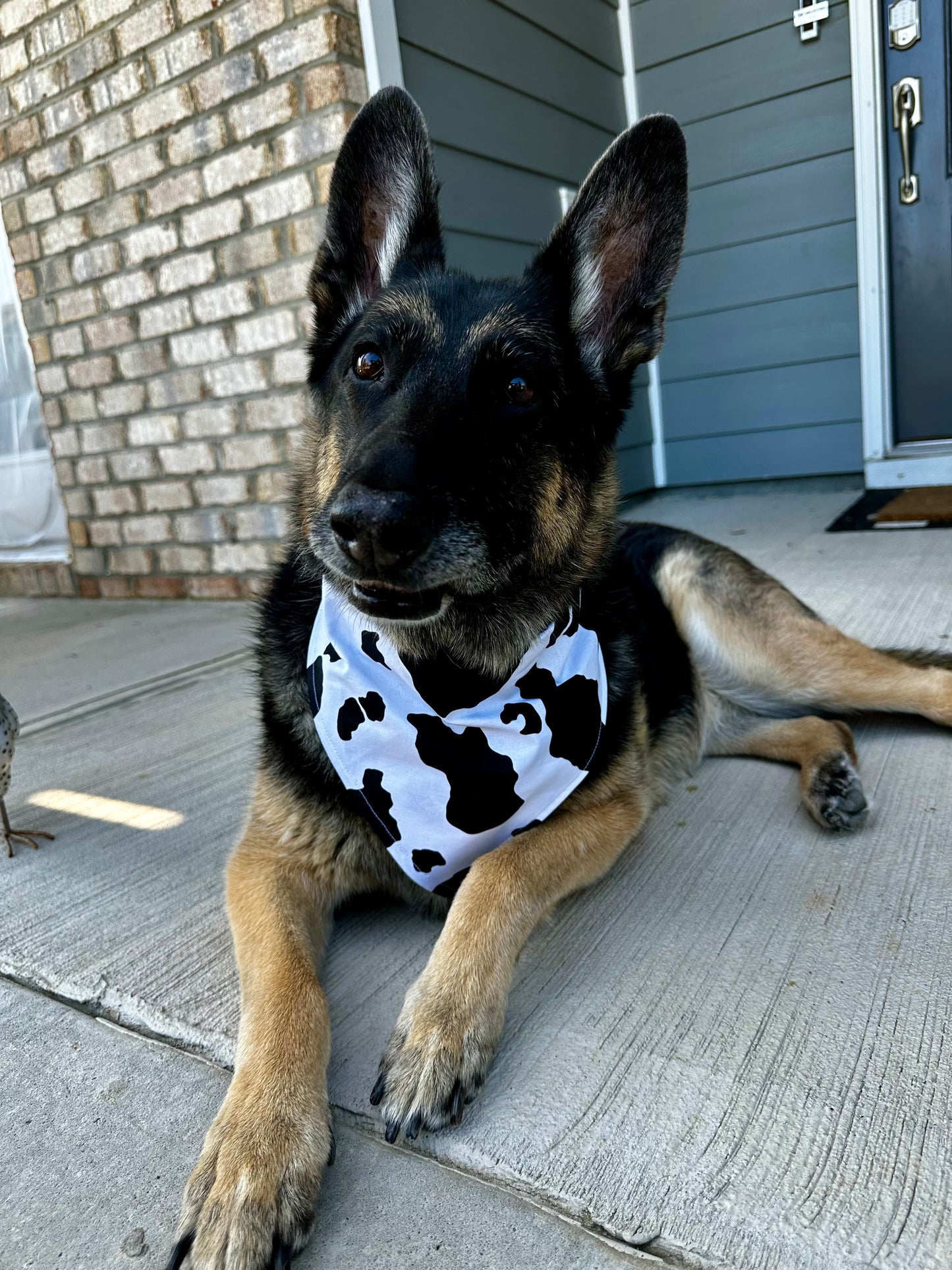 Udderly Cute
