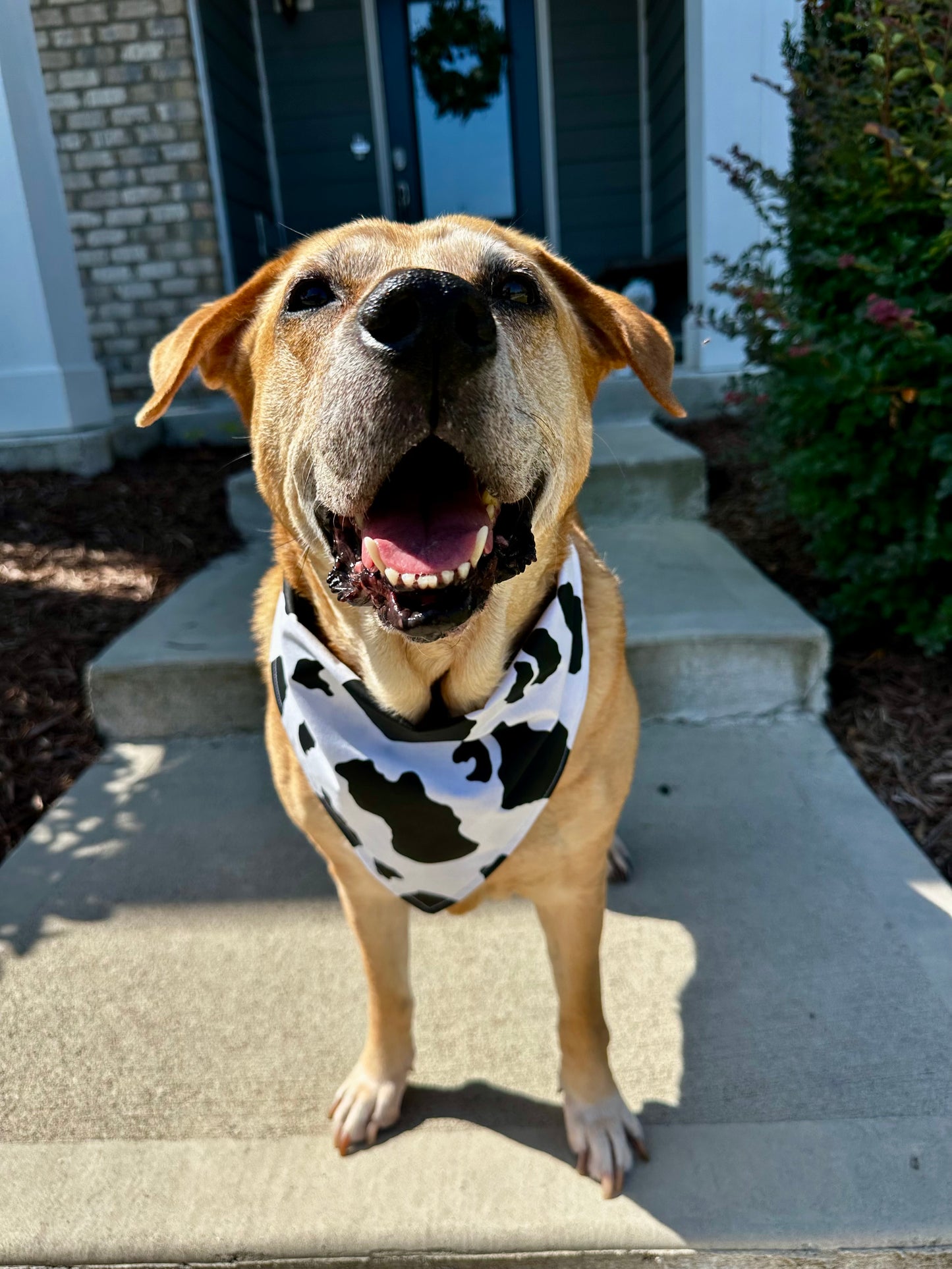 Udderly Cute