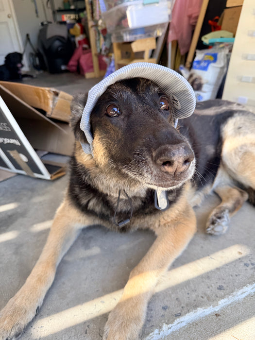 Dog Baseball Hat