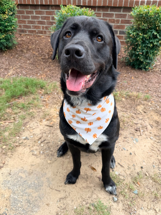 Pumpkin Patch Adventure Bandana