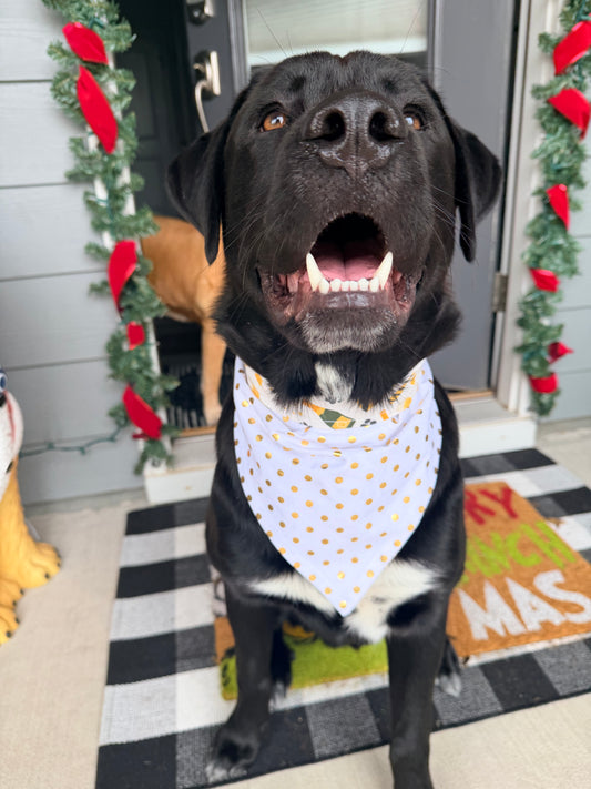 Paw-ty Like It’s New Years