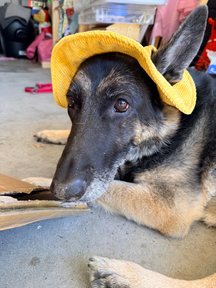 Pet Accessories