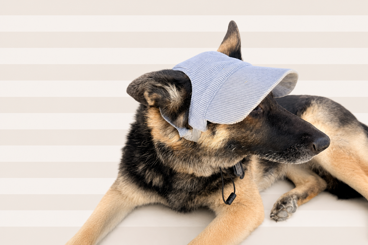 Dog Baseball Hats