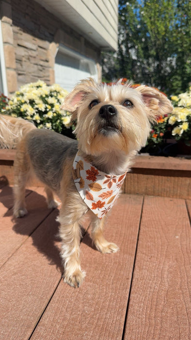 Falling Leaves Adventure Bandana