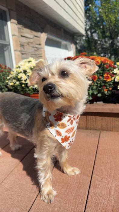Falling Leaves Adventure Bandana