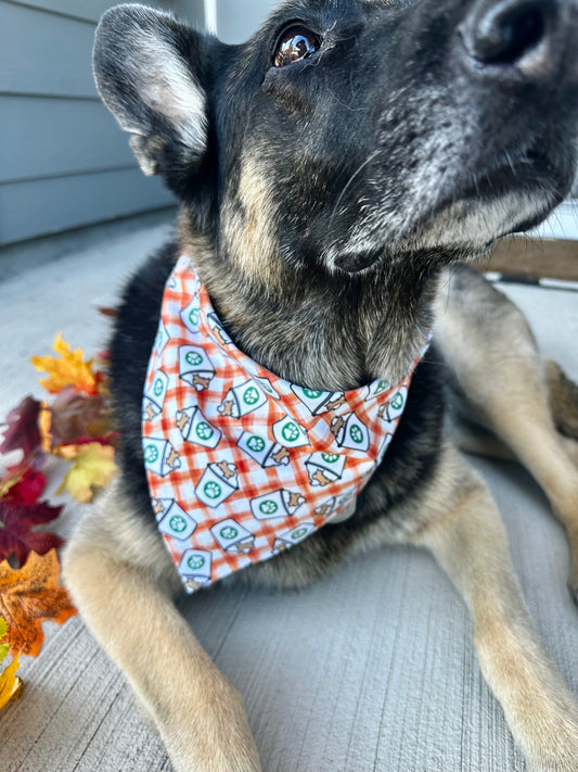 Pumpkin-chino