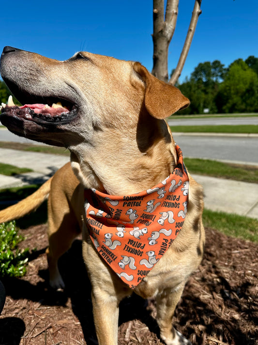Squirrel Patrol