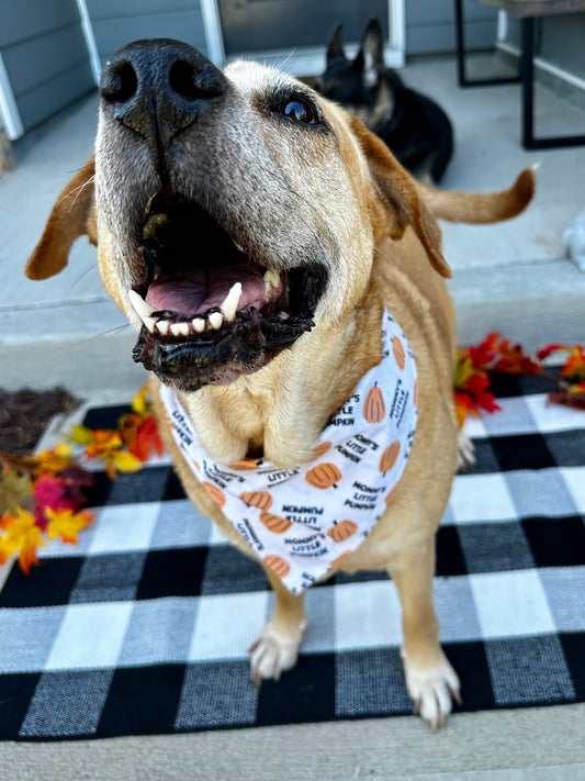 Mommy's Little Pumpkin
