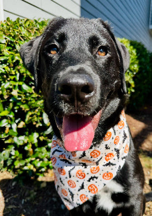 Batty for Pumpkins