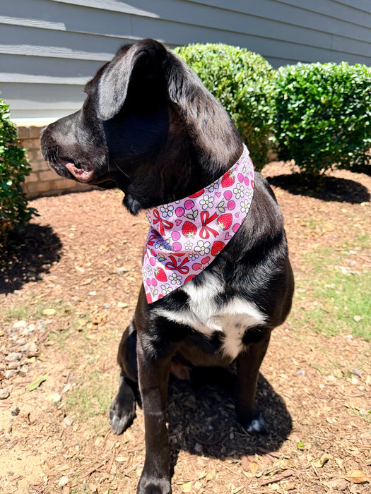 Cherry Berry Bandana