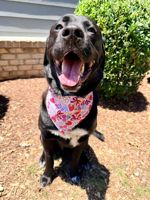 Cherry Berry Bandana