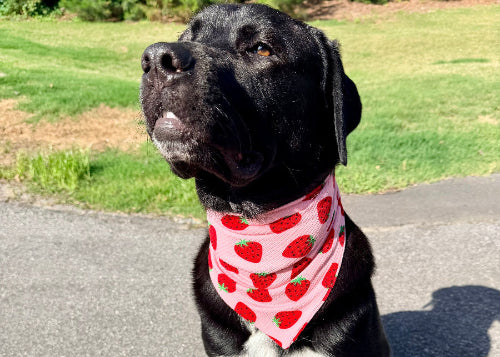 Strawberry Fields Knit Bandana