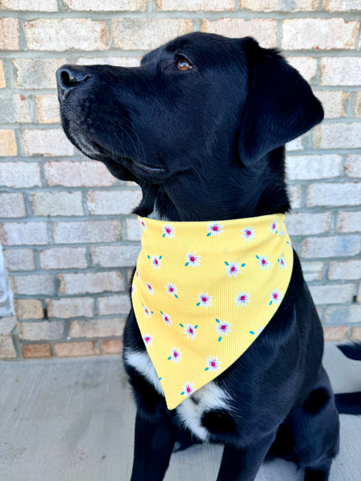 You Are My Sunshine Knit Bandana