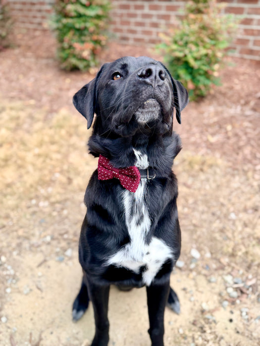 Heart Knit Bow Tie
