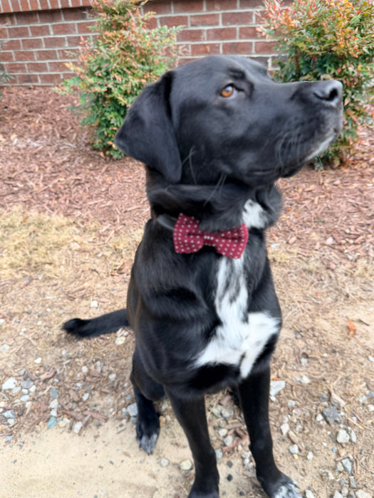 Heart Knit Bow Tie