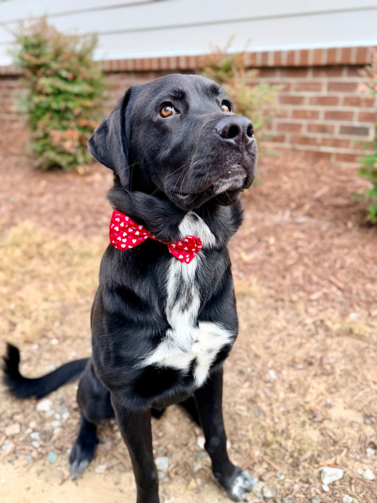 Cupid Love Bow Tie
