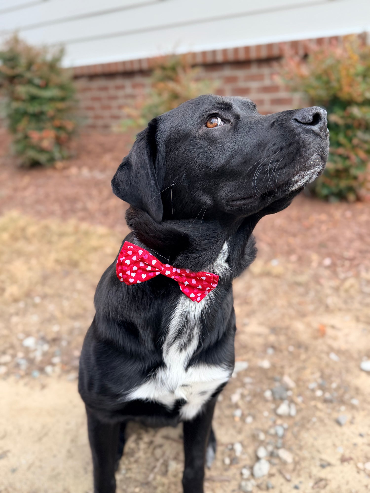 Need a custom order?