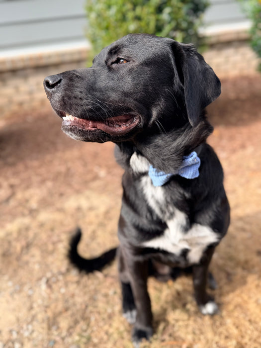 Polka Dot Knit Bow Tie