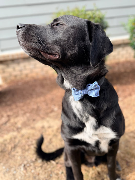 Polka Dot Knit Bow Tie
