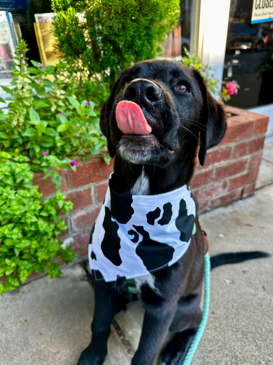 Udderly Cute
