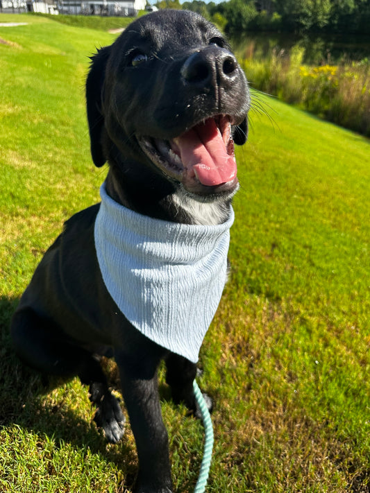 Blueberry Muffin